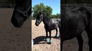 Julius update.  Doing great, filling out.   #horse #friesianhorse #friesian #blackhorse #horsestable