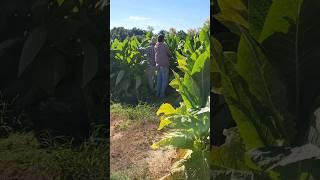 Men TOPPING TOBACCO at Home Farm |Farm Finance Doctor | Shorts