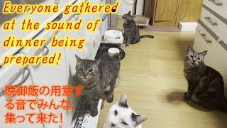 晩御飯の用意する音でみんな、集って来た！Everyone gathered at the sound of dinner being prepared!