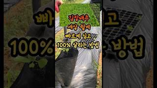 김장배추 10배 빠르게 심는 도구