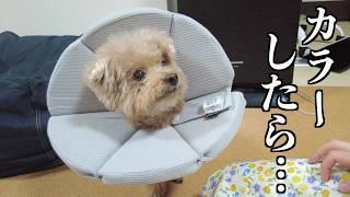 愛犬のほっぺ治療の為にカラーをしたらまさかの行動に…【トイプードル】