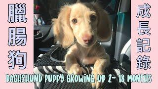 DACHSHUND PUPPY GROWING UP 2- 18 MONTHS 臘腸狗寶寶到成犬的記錄影片