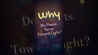 Why Do Plants Grow Towards Light? 