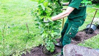 HOW TO PLANT A HEDGE | FLOWERS+FREE-GROWING+LOW MAINTENANCE | LAY OUT GARDEN PLANTS BACKYARD PRIVACY