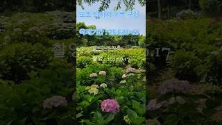 도초 수국정원과 환상의 정원(3.4km)에 아름다운 수국을 감상할 수 있습니다.