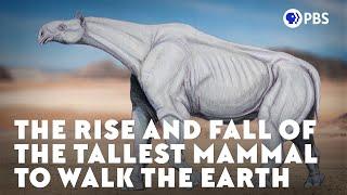 The Rise and Fall of the Tallest Mammal to Walk the Earth