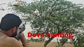 Dove hunting with airgun / village hunting 2022 / Kashi village vlog ️