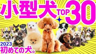 初めて飼うなら️小型犬人気ランキングTOP30】〜性格や飼いやすさも解説