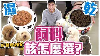 乾濕飼料該怎麼選？混搭這樣吃最好！How to Choose a Dog Food｜@熊爸估狗dogtrainer