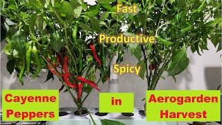 Cayenne Peppers in Aerogarden Harvest | Indoor Hydroponics Gardening