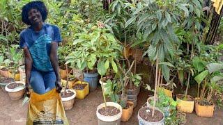 Growing Fruit Trees In Containers, Fertilizing And General Maintenance.