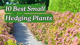 10 Small Hedging Plants for a Neat and Tidy Garden