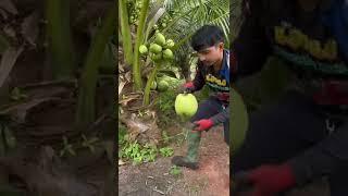 Awesome coconut cutting skills.      #shorts #coconut #shortvideo #short