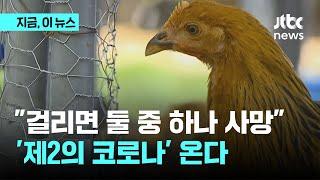 "사망률 50%, 제2 코로나"…조류인플루엔자 대유행?｜지금 이 뉴스