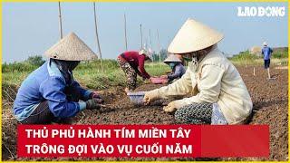 Thủ phủ hành tím Miền Tây trông đợi vào vụ cuối năm | Báo Lao Động