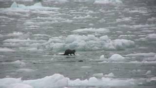 River Otters and Bald Eagle