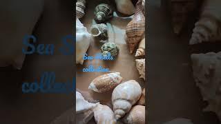 Sea Shell Collection Different Varieties/Craft Material/Many Sea Shells {subscribe my channel}