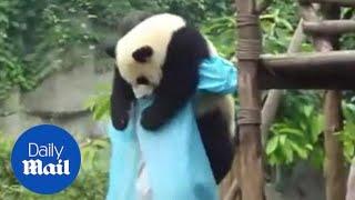 Hug me! Lazy panda refuses to get down from tree without hug - Daily Mail