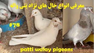 انواع خال های کبوتر پرشی نژاد پَتی واله توسط آقای وحیدبرکت different colors of Patty walay pigeons