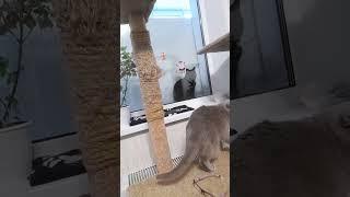 шлем!#кошки #кот #cat #шортс