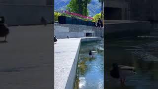 Beautiful Scenery in Ascona Switzerland 4K