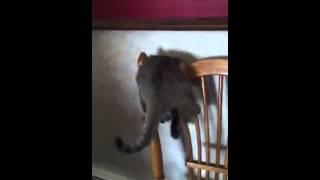 I have a special cat!