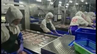 Frozen fish fillets vacuum packaging machine