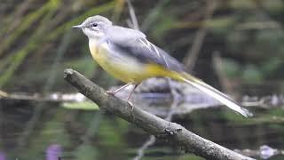 The Grey wagtail (Motacilla cinerea)