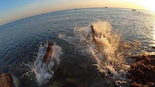 С ПИТБУЛЯМИ НА МОРЕ в Туапсе!!! 1 часть.Питбуль прыжки в воду/Питбули купаются/путешествие с собакой