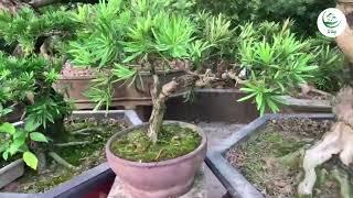 Tùng la hán (bonsai - giá 2 triệu) | Tư Tùng