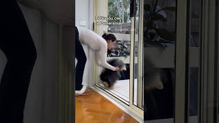 POV: you own a Pomeranian 🫣 #dog #pomeranian