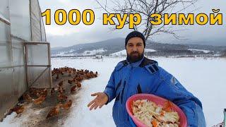 1000 пастбищных кур зимой