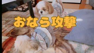 【シーズー】生まれつき尻尾がないシーズー犬のおなら攻撃がかわいい