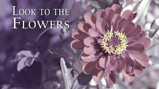 Look to the Flowers - Full Short Film