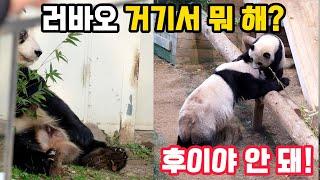 러바오 거기서 뭐 해? 실외 방사장 구석에 앉아서...엄마 아여사가 자신의 대나무를 뺏으려 하자 후이가 반격을 하는데...