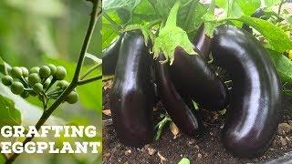 Grafting Eggplant With  Pea Eggplant Root-stock Experiment Episode 01