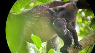 "Pura Vida" Costa Rica