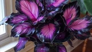 Nature of Beauty Part-7 | Most Beautiful Plant in the World | Can You Find Leaf | Leaf Like Flowers