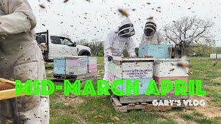 Commercial Beekeeping in Texas mid March through April update Digging out of a hole Time to Deliver