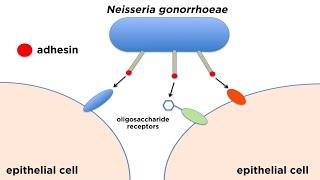 Bacterial Pathogenesis: How Bacteria Cause Damage