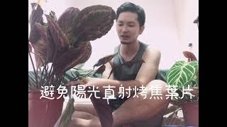 來為居家挑選容易上手的綠色植物吧！