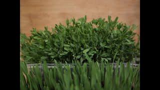 How to grow microgreens at home