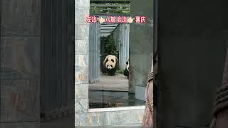 #国宝不愧是国宝 崽已经是国宝的熊猫 居然走出蚩尤吃铁兽的感觉 #panda 原来熊猫霸气起来也真的霸气