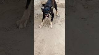 Scary Black Dog Growling & Barking | Real Aggressive Dog Sound | Terrifying Dog Reaction
