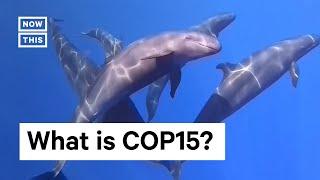 What is COP15?