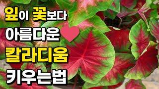 매혹적인 실내식물 끝판왕! 신품종 칼라디움 12가지