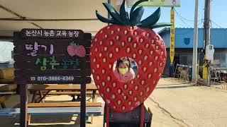 논산 딸기축제(딸기삼촌농장 체험)