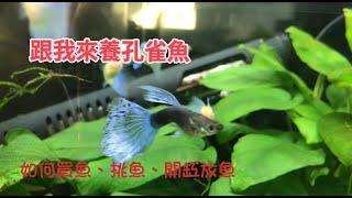 跟我來養孔雀魚3，戶外生態缸如何買魚，挑魚，放魚開缸