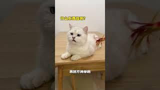 【#布丁仔和泡芙妹的一天】这么优秀的猫卖我1w8,老板肯定亏的苦茶子都没了吧#有镜头感的小猫 #我和我的怨种猫咪