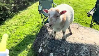 Toffee The Lamb